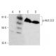 p-Akt1/2/3 Antibody (A-12) - Western Blotting - Image 376859 