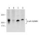 p-αB-crystallin Antibody (F-1) - Western Blotting - Image 145805