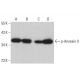p-Annexin-2/ANXA2 Antibody (85.Tyr 24) - Western Blotting - Image 377608 