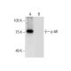 Androgen Receptor Antibody (E-6) - Western Blotting - Image 287666