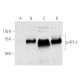p-ATF-2 Antibody (F-1) - Western Blotting - Image 812