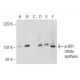 p-ATP-citrate synthase Antibody (A-12) - Western Blotting - Image 155209