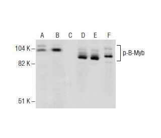 p-B-Myb Antibody (H-3) - Western Blotting - Image 157441 
