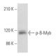 p-B-Myb Antibody (H-3) - Western Blotting - Image 354965