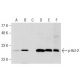 p-Bcl-2 Antibody (367.Ser 70) - Western Blotting - Image 160939 