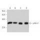 p-Bcl-2 Antibody (367.Ser 70) - Western Blotting - Image 377314 