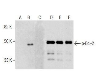 p-Bcl-2 Antibody (A-3) - Western Blotting - Image 158288