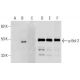 p-Bcl-2 Antibody (A-3) - Western Blotting - Image 158288
