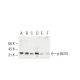 p-Bcl10 Antibody (6D3) - Western Blotting - Image 62918 