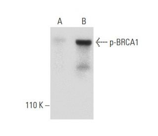 p-BRCA1 Antibody (G-4) - Western Blotting - Image 133946 