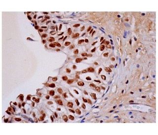 p-c-Jun Antibody (C-J 4C4/1) - Immunohistochemistry - Image 284814 