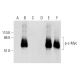 p-Myc Antibody (C-3) - Western Blotting - Image 289907 