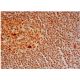 p-Myc Antibody (E-3) - Immunohistochemistry - Image 347932 