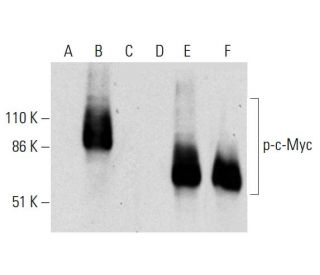 p-Myc Antibody (E-3) - Western Blotting - Image 289908 