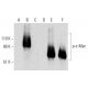 p-Myc Antibody (E-3) - Western Blotting - Image 289908 