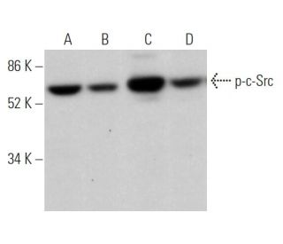 p-c-Src/Src Antibody (H-3) - Western Blotting - Image 373431 