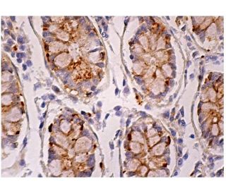 p-c-Src/Src Antibody (H-8) - Immunohistochemistry - Image 159654 