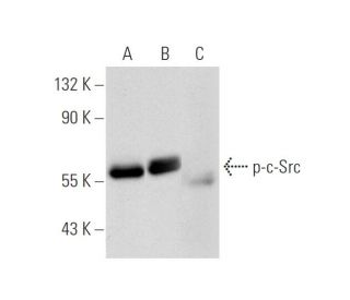 p-c-Src/Src Antibody (pY530.31) - Western Blotting - Image 64686 