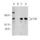 p-C3G Antibody (G-2) - Western Blotting - Image 146931