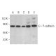 P-cadherin Antibody (D-6) - Western Blotting - Image 354488 