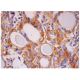 p-caveolin-1 Antibody (G-10) - Immunohistochemistry - Image 284914 