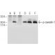p-caveolin-1 Antibody (G-10) - Western Blotting - Image 150618 