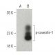 p-caveolin-1 Antibody (G-10) - Western Blotting - Image 396492