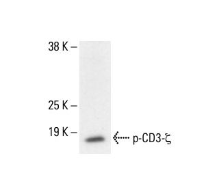 p-CD3-&zeta; Antibody (96.Tyr 111) - Western Blotting - Image 411220