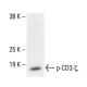 p-CD3-ζ Antibody (96.Tyr 111) - Western Blotting - Image 411220