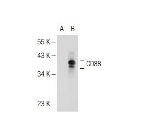p-CD88 Antibody (32-G1) - Western Blotting - Image 113995 