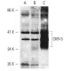 p-CKR-5 Antibody (E11/19) - Western Blotting - Image 9229