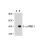 p-CREB1 Antibody (10E9) - Western Blotting - Image 20008 