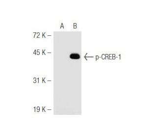 p-CREB1 Antibody (10E9) - Western Blotting - Image 48319 