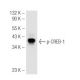 p-CREB1 Antibody (10E9) - Western Blotting - Image 54570