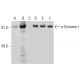 p-Dynamin I Antibody (F-11) - Western Blotting - Image 299350 