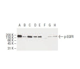 p-EGFR Antibody (10G12) - Western Blotting - Image 62920