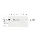 p-EGFR Antibody (10G12) - Western Blotting - Image 62920