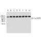p-EGFR Antibody (11C2) - Western Blotting - Image 62882