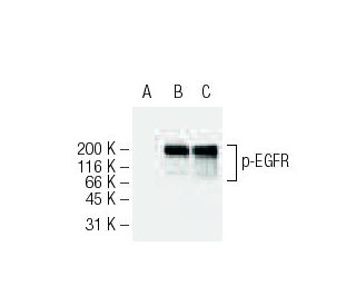 p-EGFR Antibody (12A3) - Western Blotting - Image 62884 