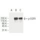 p-EGFR Antibody (12A3) - Western Blotting - Image 62883