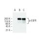 p-EGFR Antibody (12A3) - Western Blotting - Image 62884 