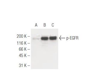 p-EGFR Antibody (15A2) - Western Blotting - Image 62921
