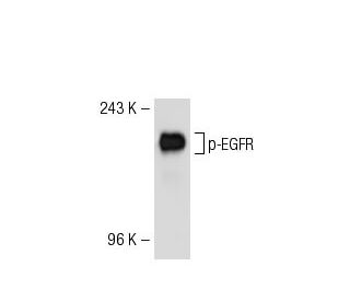 p-EGFR Antibody (1H9) - Western Blotting - Image 53280 