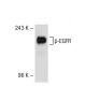 p-EGFR Antibody (1H9) - Western Blotting - Image 53280 