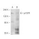 p-EGFR Antibody (1H9) - Western Blotting - Image 56895 