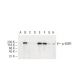 p-EGFR Antibody (1H9) - Western Blotting - Image 62885