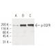 p-EGFR Antibody (3F2) - Western Blotting - Image 62886