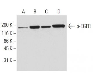 p-EGFR Antibody (5F10) - Western Blotting - Image 62922