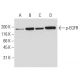 p-EGFR Antibody (5F10) - Western Blotting - Image 62922