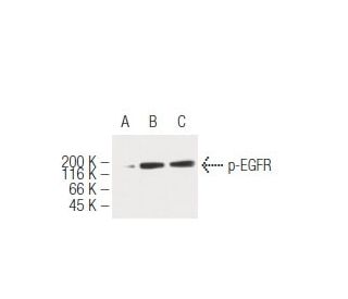 p-EGFR Antibody (8B8) - Western Blotting - Image 62923